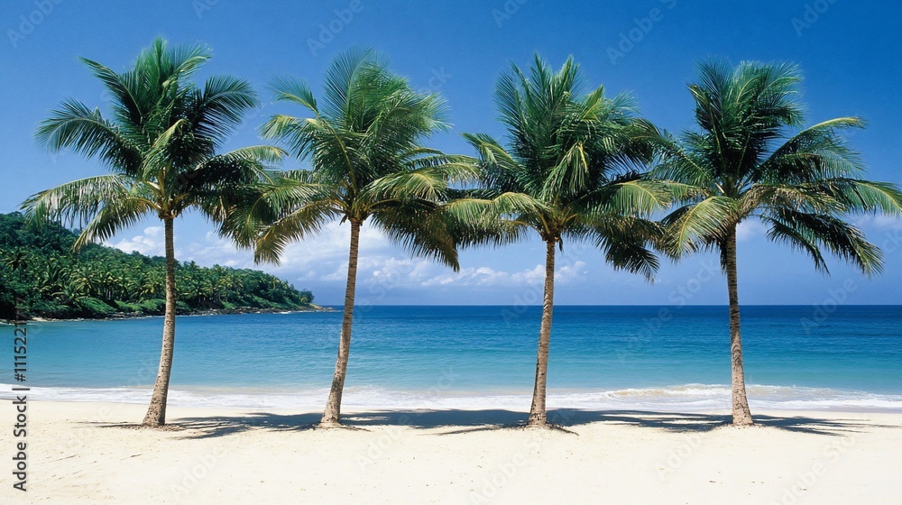 Four palm trees on a tropical beach. Four palm trees on a tropical beach.