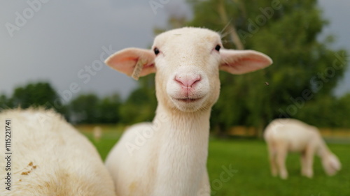 Lambs and goats on the hillside in Vermont Mountains. 