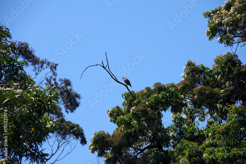 Bird of prey high up on a tree