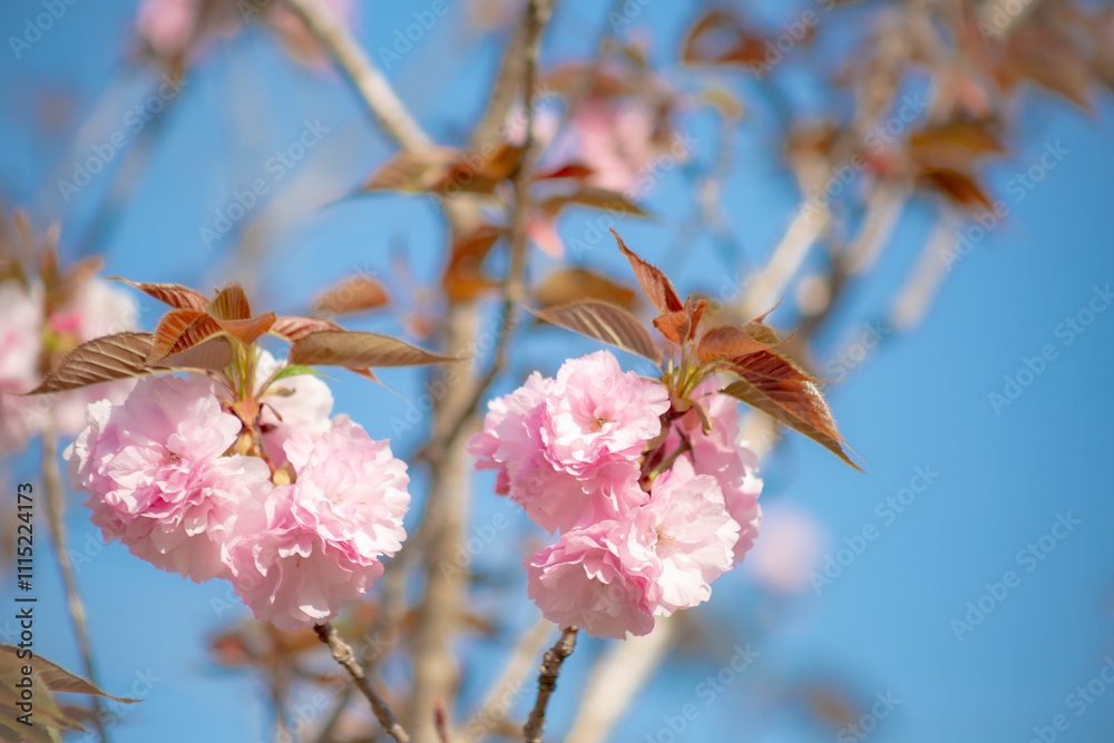 八重桜