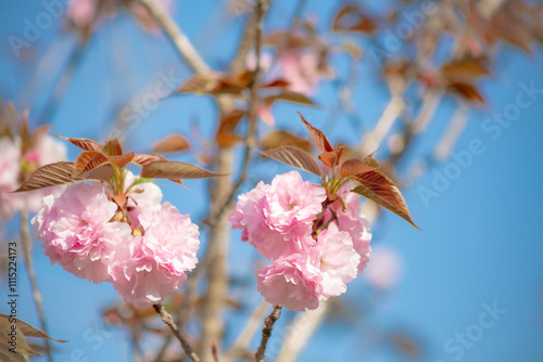 Obraz na płótnie 八重桜 w salonie