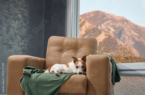 Jack Russell Terrier dog reclines on an armchair indoors with a mountain view, looking calm and comfortable.  photo