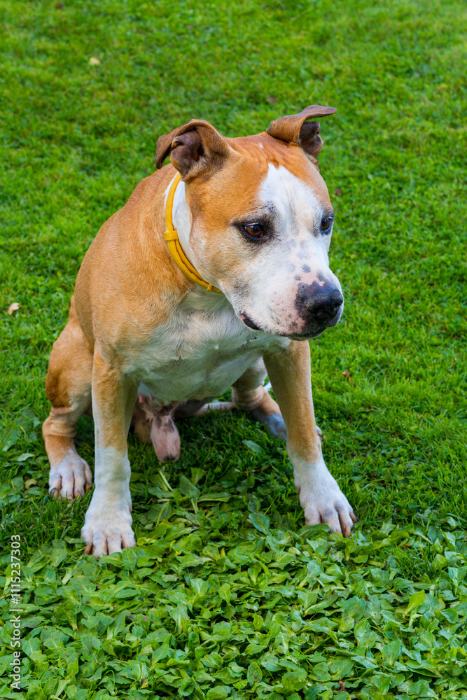American Staffordshire Terrier with Yellow Collar Sitting on Green Grass. Alert Adult Amstaff with White and Tan Coat Photographed in Relaxed Outdoor Pose American Staffordshire Terrier with Yellow Collar Sitting on Green Grass. Alert Adult Amstaff with White and Tan Coat Photographed in Relaxed Outdoor Pose