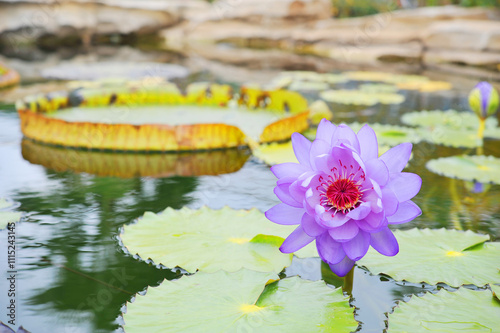 ハスの花