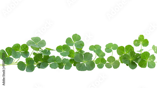 Clover isolated on a transparent background