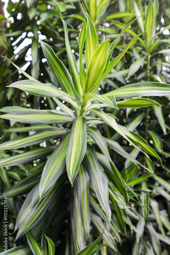 Obraz premium Dracaena reflexa is an ornamental plant, a type of suji plant that originates from the Indian Ocean.