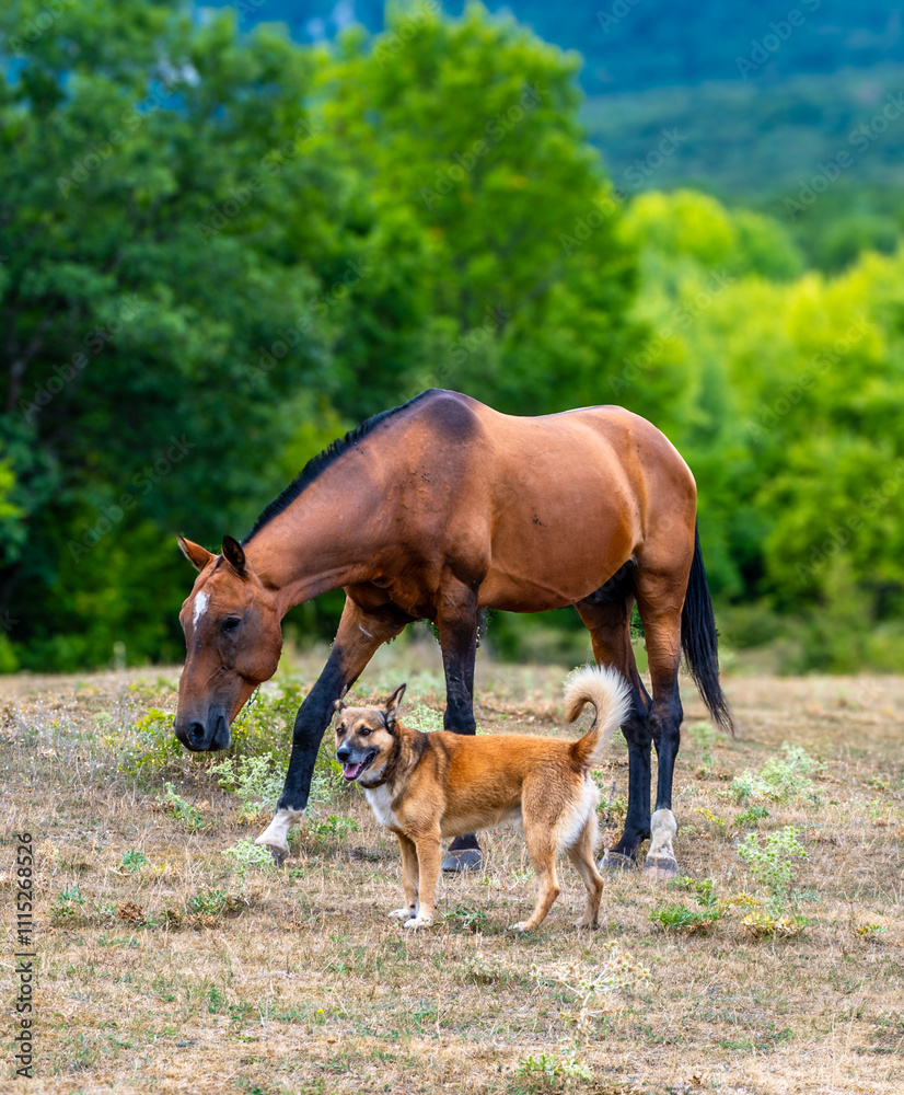Fototapeta premium A dog with a horse in a clearing on a summer day.