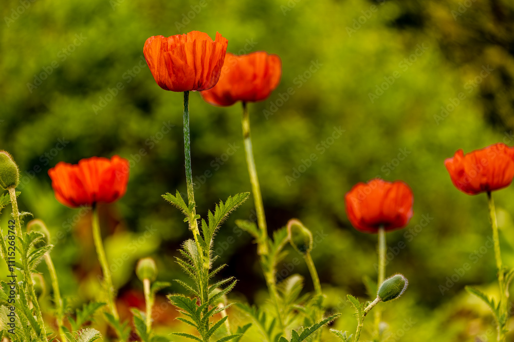 Fototapeta premium Red blooming poppies in a field close-up.