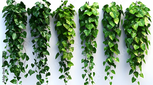 3D Render Lush Hanging Ivy ...