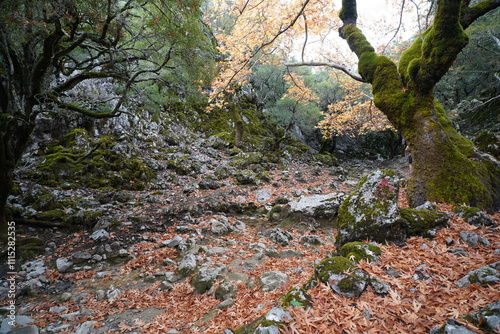 panorama from Rouvas gorges and forest , Crete photo