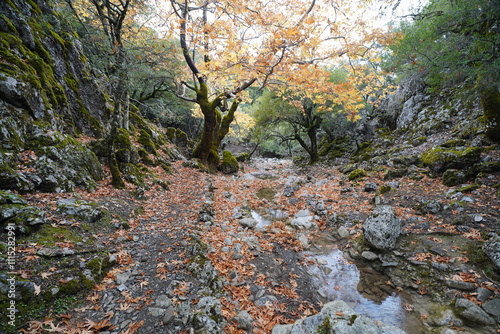 panorama from Rouvas gorges and forest , Crete photo