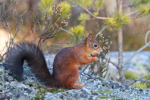 Red squirrel photo