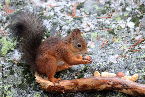 Photography Red squirrel