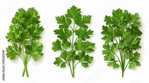 Green Parsley Sprigs Illust...