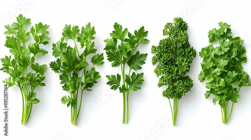 Five Green Parsley Sprigs o...