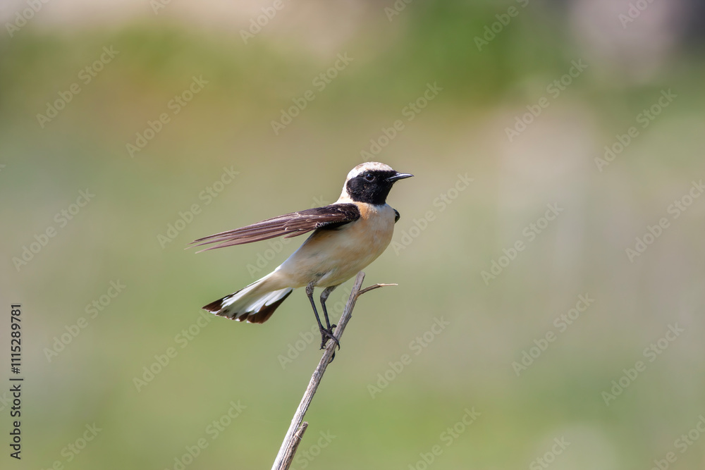 Obraz premium Western black-eared wheatear - Oenanthe hispanica - at your innkeeper