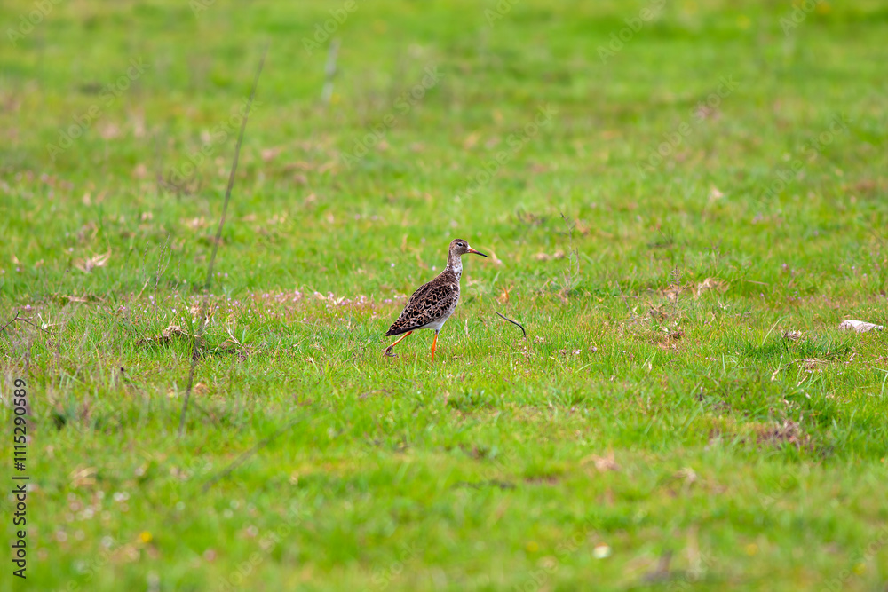 fighter bird walks on the grass, Calidris pugnax