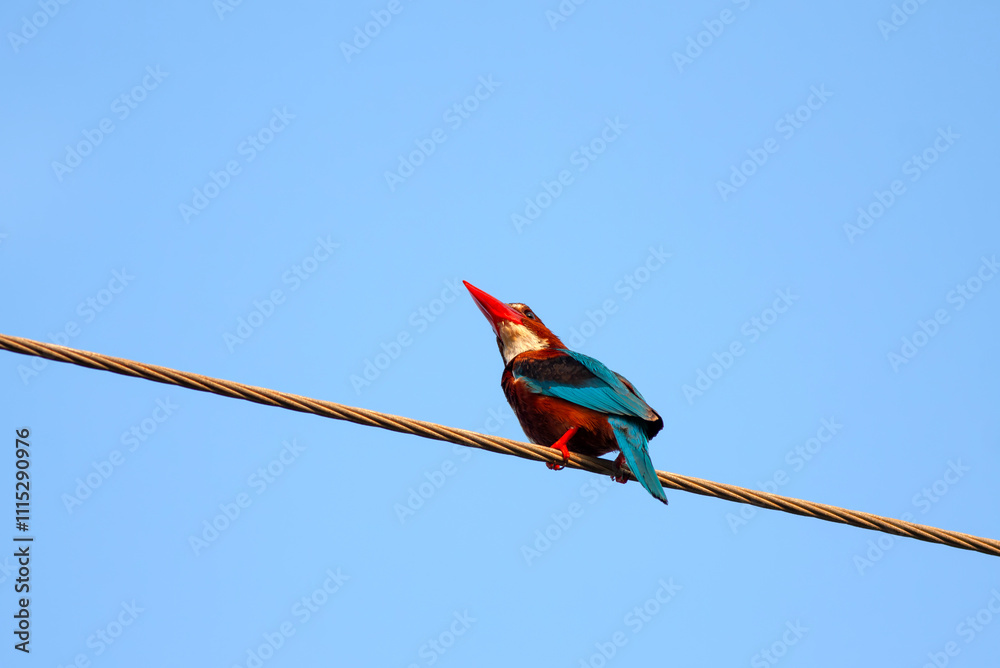 Halcyon smyrnensis ; Turkish name is Izmir Kingfisher