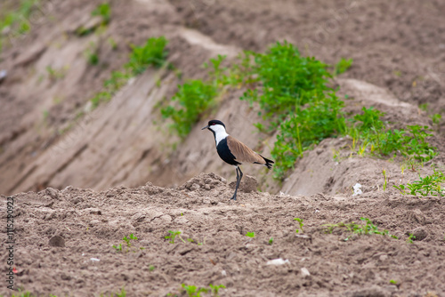 Large bird feeding in its natural environment, Vanellus spinosus,  Spur-winged lapwing photo