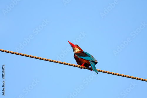 Obraz na płótnie Halcyon smyrnensis ; Turkish name is Izmir Kingfisher w salonie