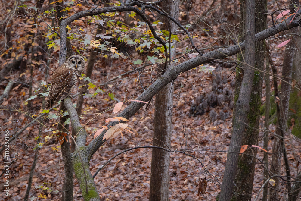 Obraz premium A Barred Owl perched on a tree branch in Mooresville, North Carolina.
