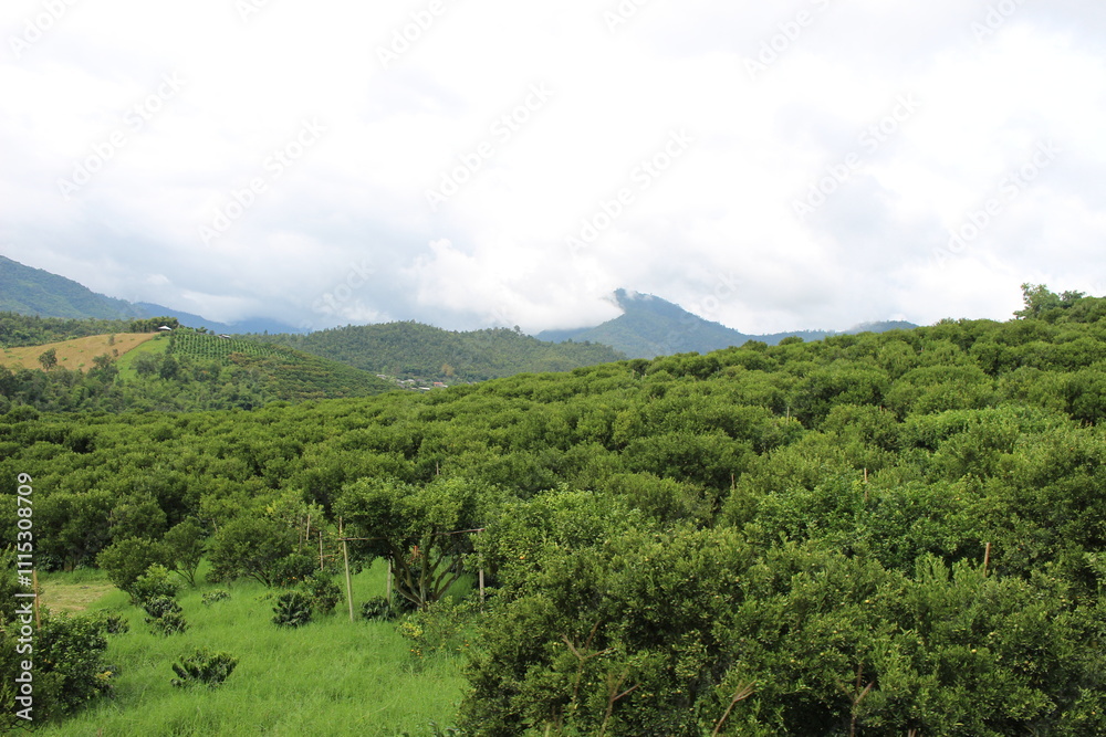Obraz premium cultivation process, rural landscape, greenery, orchard, crop, scenic, farmland, summer harvest
