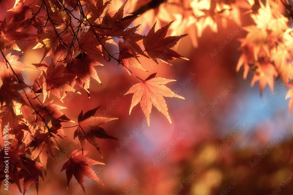 茨城県行方市 常光院の紅葉
茨城県行方市 常光院の紅葉