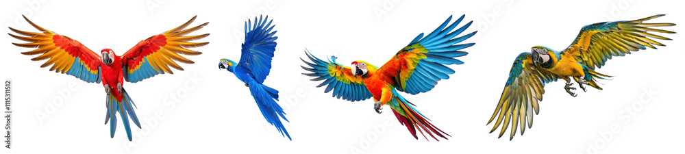 Obraz premium PNG Macaw parrot animal flying bird set on transparent background