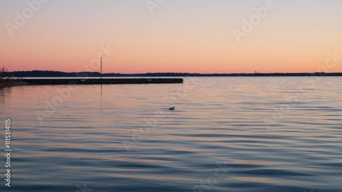 Two loons swimming through a vibrant pink sunrise over a fishing pier on lake Couchiching, Canada photo