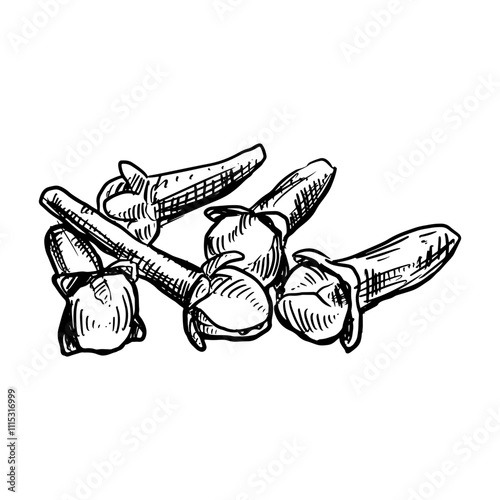 Illustration of an clove spice hand drawn