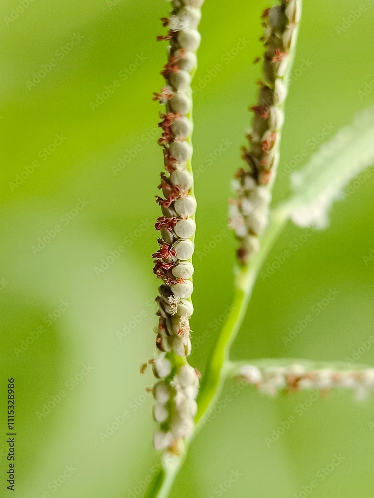 Fototapeta premium Selective focus of grass flower seeds 