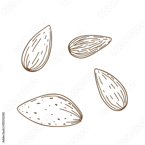 Almond nut, contour illustration hand-drawn isolated on a white background, vector. A decorative element for decoration, labels, and design. A set of icons. Delicious brown ingredient close-up