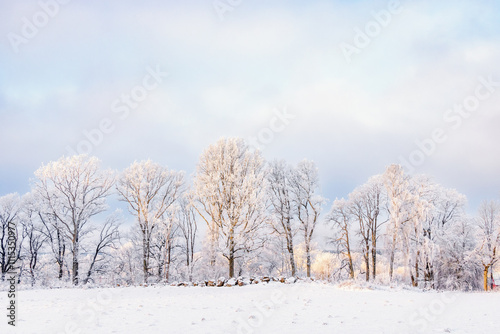 Wallpaper Mural Frosty trees by a snowy field in the countryside Torontodigital.ca