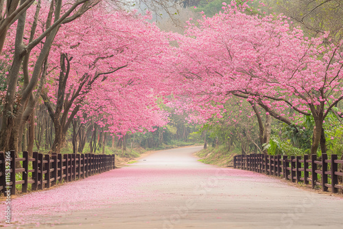 Park path with blooming pink trees, spring photo of blooming sakura in the garden