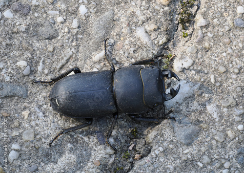 Balkenschröter (Dorcus parallelipipedus) photo
