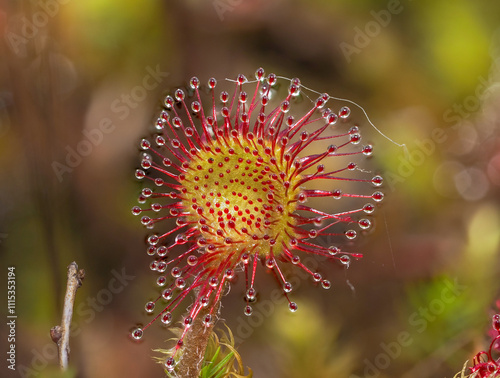 Rundblättriger Sonnentau (Drosera rotundifolia)