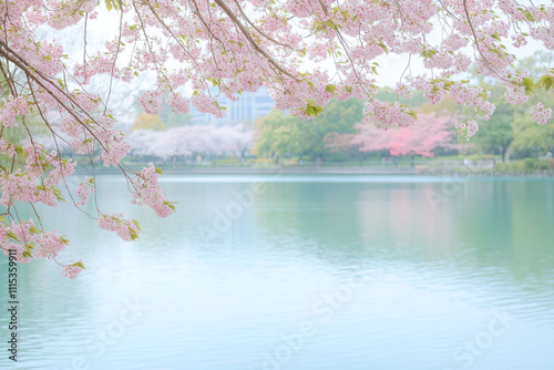 Delicate spring landscape with blooming cherry trees in a quiet park, sakura branches against the background of lake water