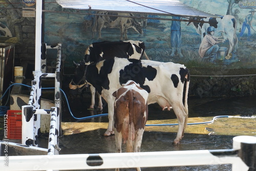 Some black and white cows in the pen in the morning photo