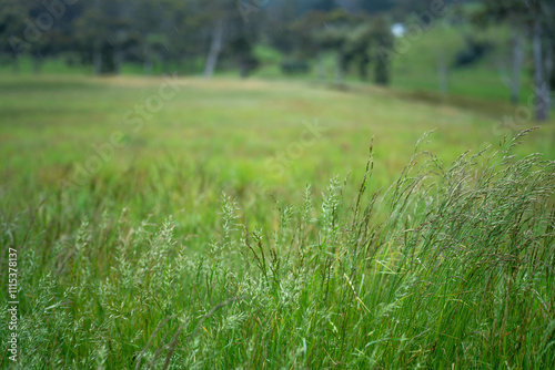 long native grasses on a regenerative agricultural farm. pasture in a grassland in the bush in australia in spring in australia at dusk