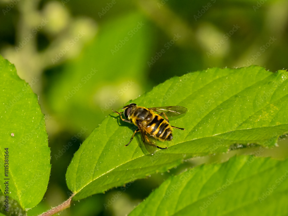 Totenkopfschwebfliege, auch Gemeine Dolden-Schwebfliege genannt, (Myathropa florea) Totenkopfschwebfliege, auch Gemeine Dolden-Schwebfliege genannt, (Myathropa florea)