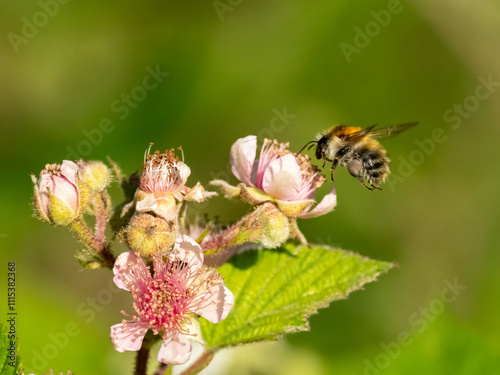 Ackerhummel (Bombus pascuorum) photo