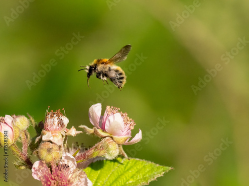 Ackerhummel (Bombus pascuorum) photo