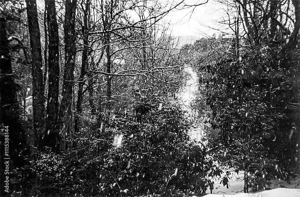 Obraz premium Winter Path Through the Forest