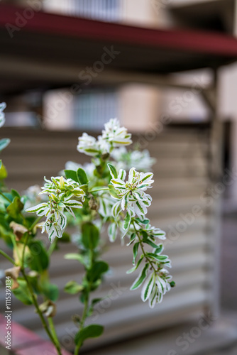 公園の花壇に咲くハツユキソウ、ghostweed、snow-on-the-mountain photo