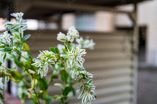 公園の花壇に咲くハツユキソウ、ghostweed、snow-on-the-mountain photo