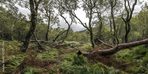 Storm damage in a Nothofagus pumilio forest shows uprooted trees fallen in the woodland as a result of severe wind storms. Nothofagus pumilio is impacted by the storm damages significantly. photo