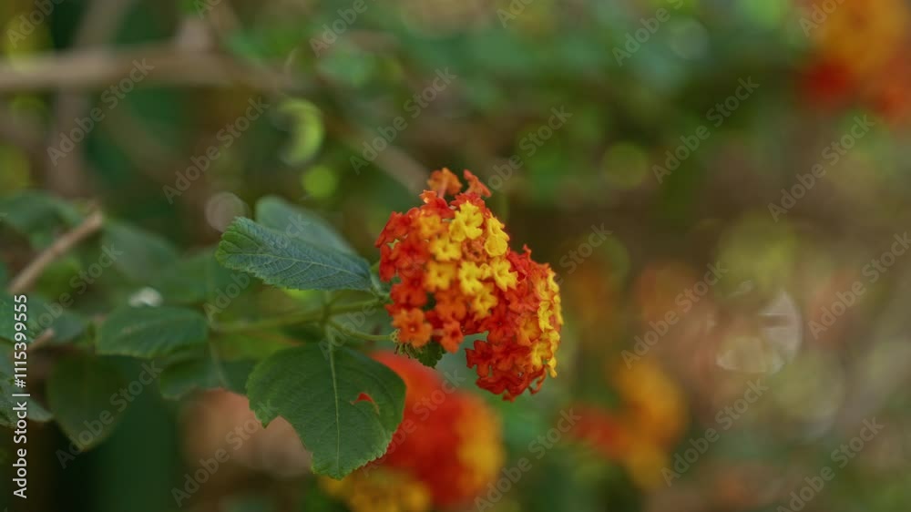 Vibrant lantana camara blossoms in spanish murcia garden showcasing vivid orange and yellow colors with lush green leaves flourishing outdoors in natural sunlight