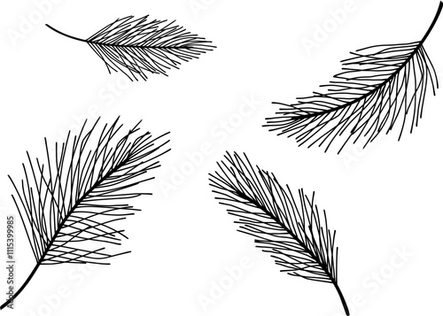 black silhouette of pine tree leaves on isolated white