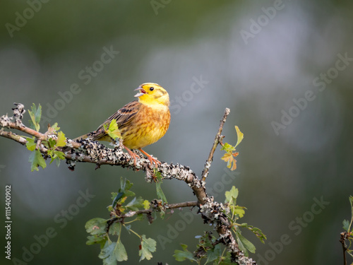 Goldammer (Emberiza citrinella)