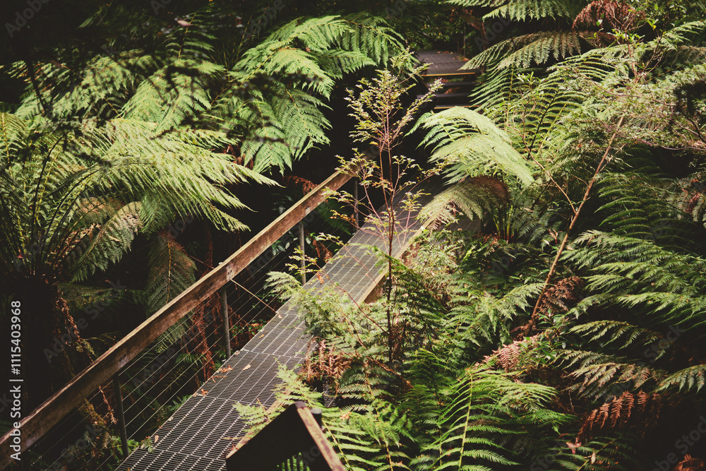 Naklejka premium A walkway in a rainforest, surrounded by tree ferns